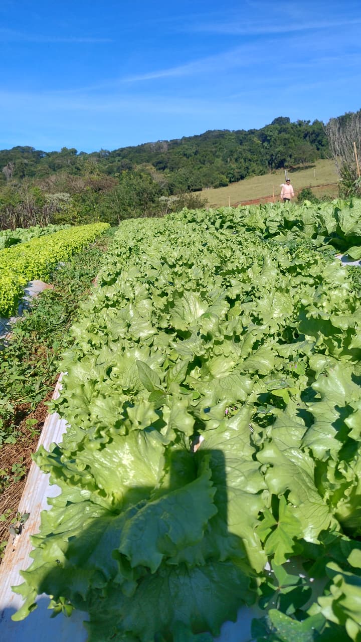 Plantação da Raízes MB