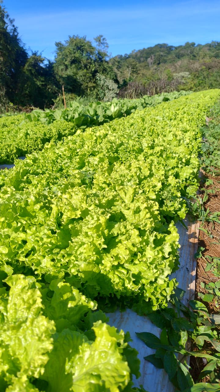 Canteiros da horta da Raízes MB