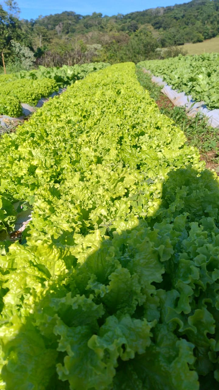 Plantação da Raízes MB