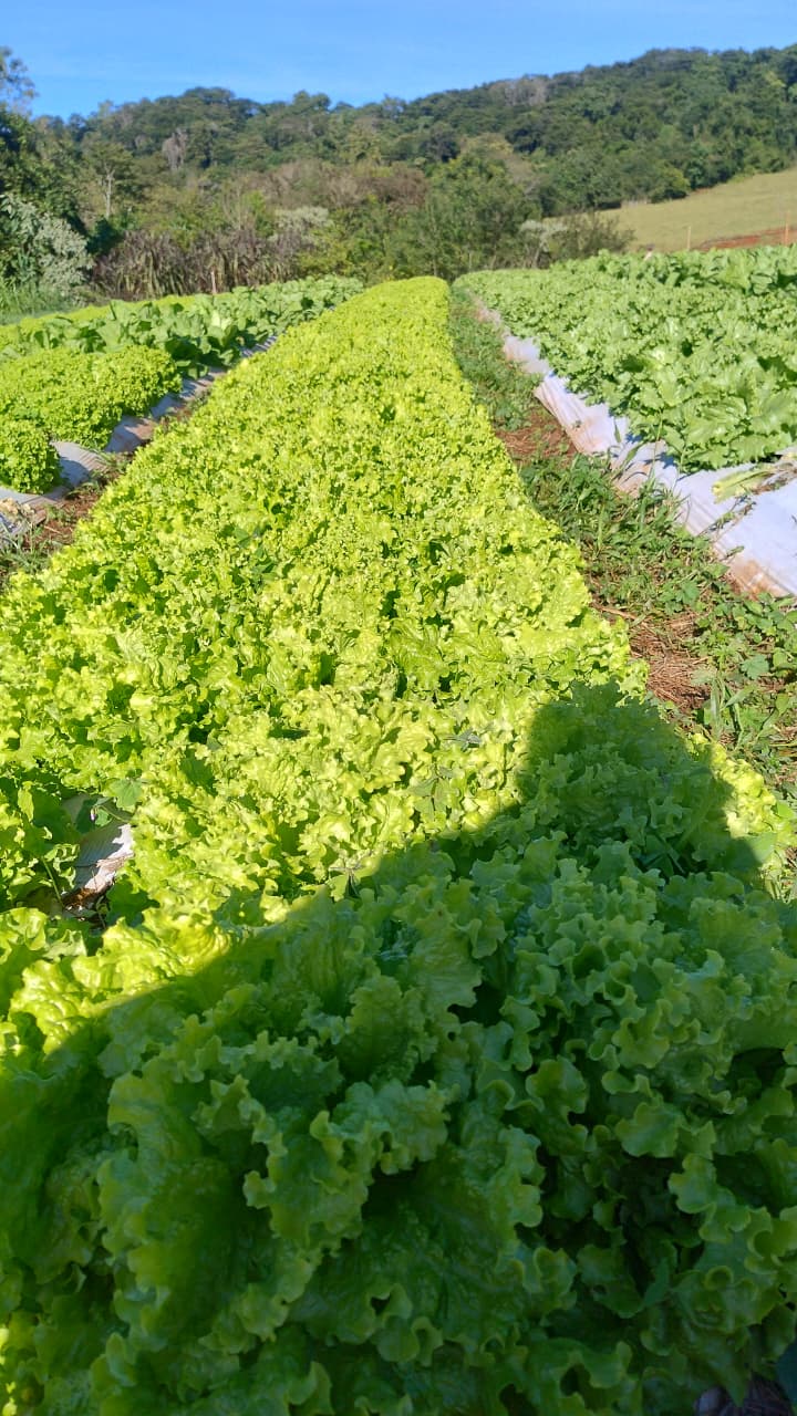Plantação da Raízes MB