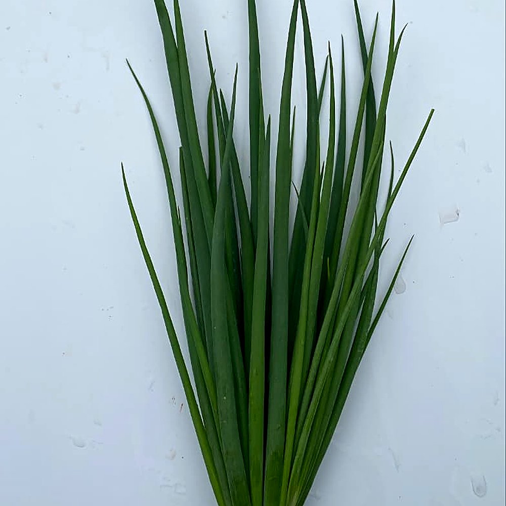 Cebolinha